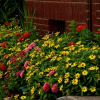 Colorful Summer Garden