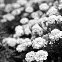 Monochrome Gardens