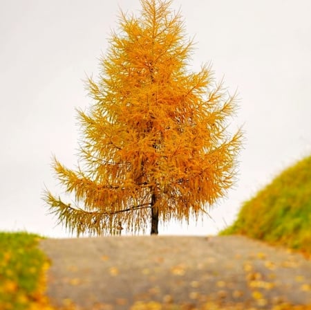 Autumn - beautiful, tree, road, autumn