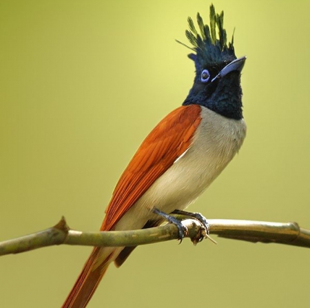 Bird - beautiful, tree, colors, bird