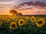 Sunflowers at Sunrise