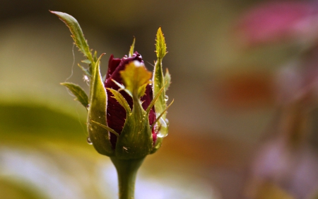 A Red Rose Bud - flowers, red, nature, rose