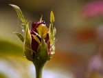 A Red Rose Bud