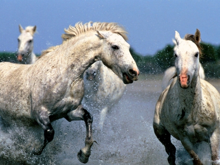 Horses Charging Through Water - horses, white, water, animals