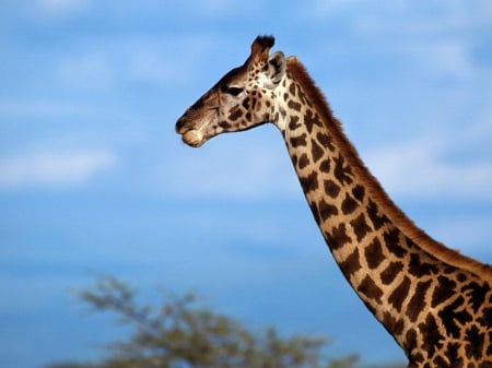 Giraffe - Giraffe, giraffes, tree, animals