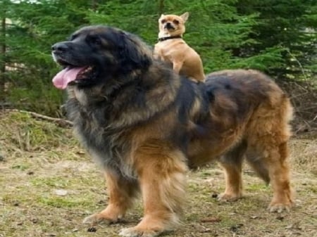 Chihuahua getting a ride on a Saint Bernard - saint bernard, dogs, animals, chihuahua