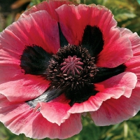 Oriental Poppy Flower