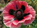 Oriental Poppy Flower