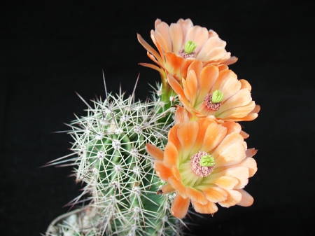 Cactus - flower, pretty, flowers, orange, yellow, desert, macro, cactus