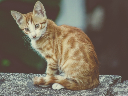 cat - tabby, kitten, ginger, cat