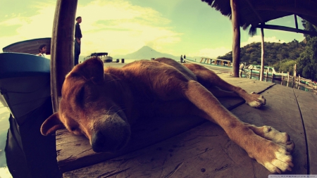 dog sleeping on a pontoon - pontoon, sleeping, dog, boat