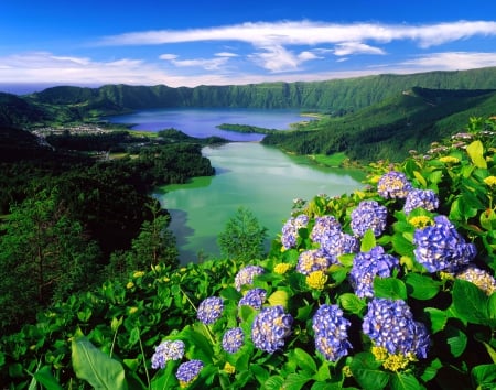 Flowers Of Sao Miguel Island, Azores - clouds, Portugal, crater, beautiful, island, city, forest, flowers, purple, green, volcanic, lakes, hydrangea