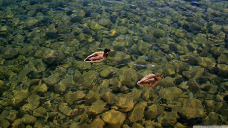 ducks swimming - water, duck, swimming, bird