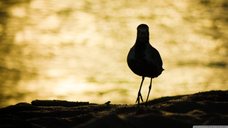 i am back - bird, sand, beach, seagull