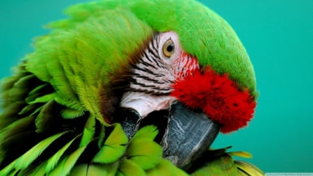 parrot - bird, macaw, parrot, green