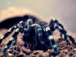 spider geniculata