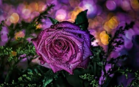 Drops of dew - flowers, dew, beautiful, bright, purple rose, drops