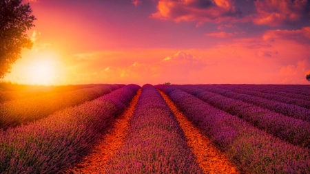 Lavender Field - lavender, beautiful, sunshine, field, rows, sky