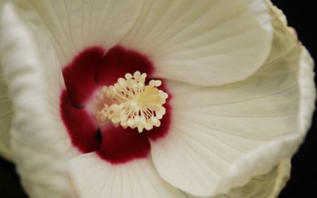 Hibiscus - white, red, flower, hibiscus, macro