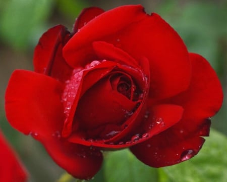 Red Rose - flowers, red, nature, rose