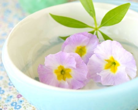 Beautiful Flowers - flowers, bowl, petals, bloom