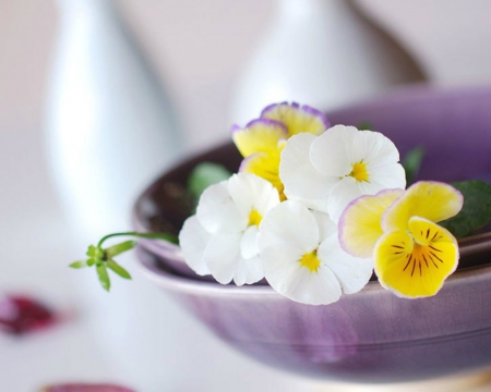 Beautiful Flowers - bloom, flowers, petals, bowl