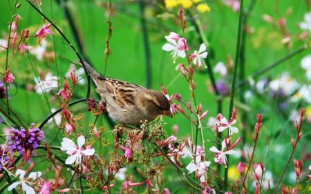 Sparrow - sparrow, summer, green, spring, flower, pink