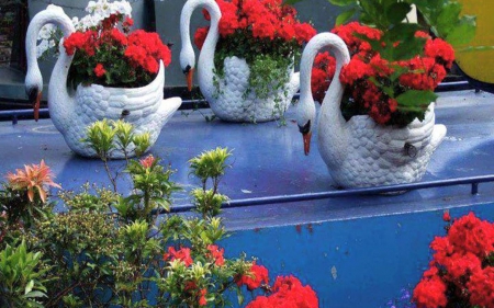 swans - draw, swans, art, garden