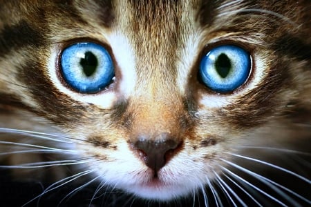 Big Blue Eyes - cat, animals, blue, eyes