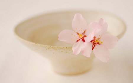 Flowers in a bowl - flowers, bowl, petals, bloom