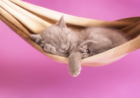 Kitty in hammock - dreams, cat, adorable, fluffy, nap, hammock, kitty, kitten, sleep, sweet, cute