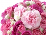 Pink Roses