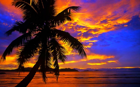 Sunset beauty - shadow, nature, tree, sky