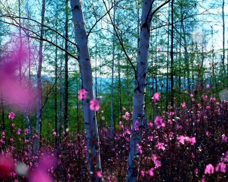 Spring day - flowers, spring, trees, nature