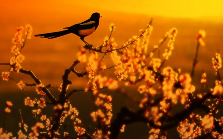 Beauty of sunset - flowers, animals, sunset, bird