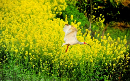 White Bird - bird, flowers, animals, fly