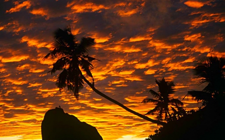 Golden sky - sky, tree, nature, clouds