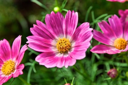 Flowers - nature, pink, petals, plant, leaves, meadow, flowers, garden