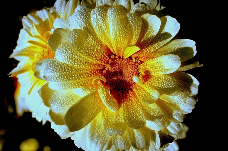 Damn Flowers - damn, nature, closeup, wet, flowers, dew, drops