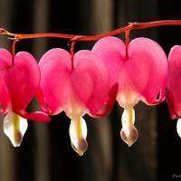 Bleeding Heart