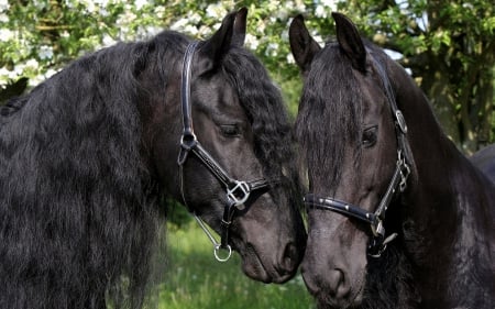 Black Horses - animal, hourse, black, beautiful