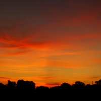 Sunset Over the Trees