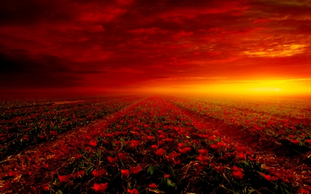 FLOWERS FIELD - nature, field, flowers, sunset