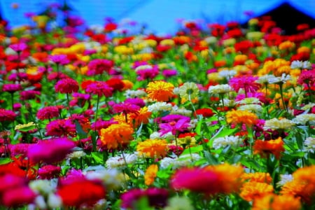 SUMMER BLOSSOMS - flowers, field nature, field, colors