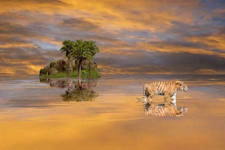 Golden Reflections - sky, palm trees, ocean, trees, water, palms, clouds, island, golden, tiger