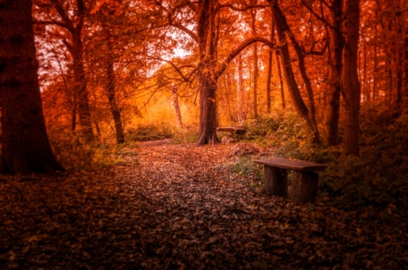 Forest - fall, woods, forest, log, bench