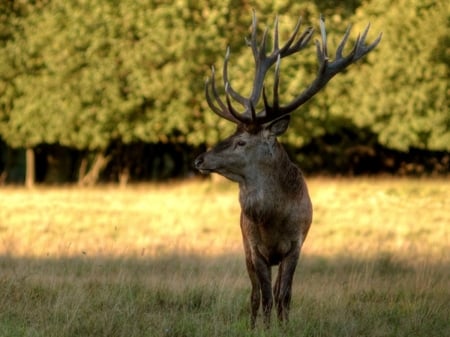 Reindeer - animal, reindeer, forest, sun