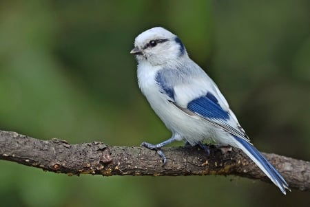 Bird - beautiful, nature, bird, branch