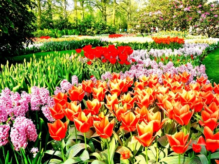 FLOWER'S PARADISE - fields, colors of nature, landscape, paradise, tulips, spring, nature, green nature, splendor, flowers, enchanting nature, garden, purple flowers