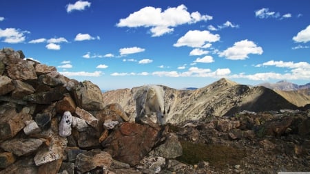 colorado mountain goat - colorado, mountain, rocks, goat